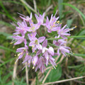 Allium stellatum--Prairie Onion