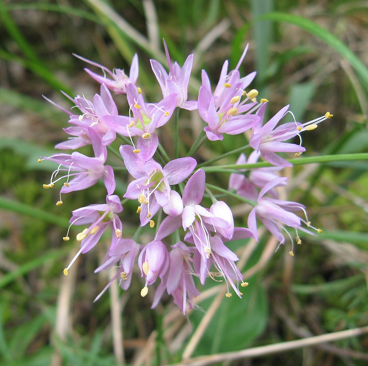 Allium stellatum--Prairie Onion