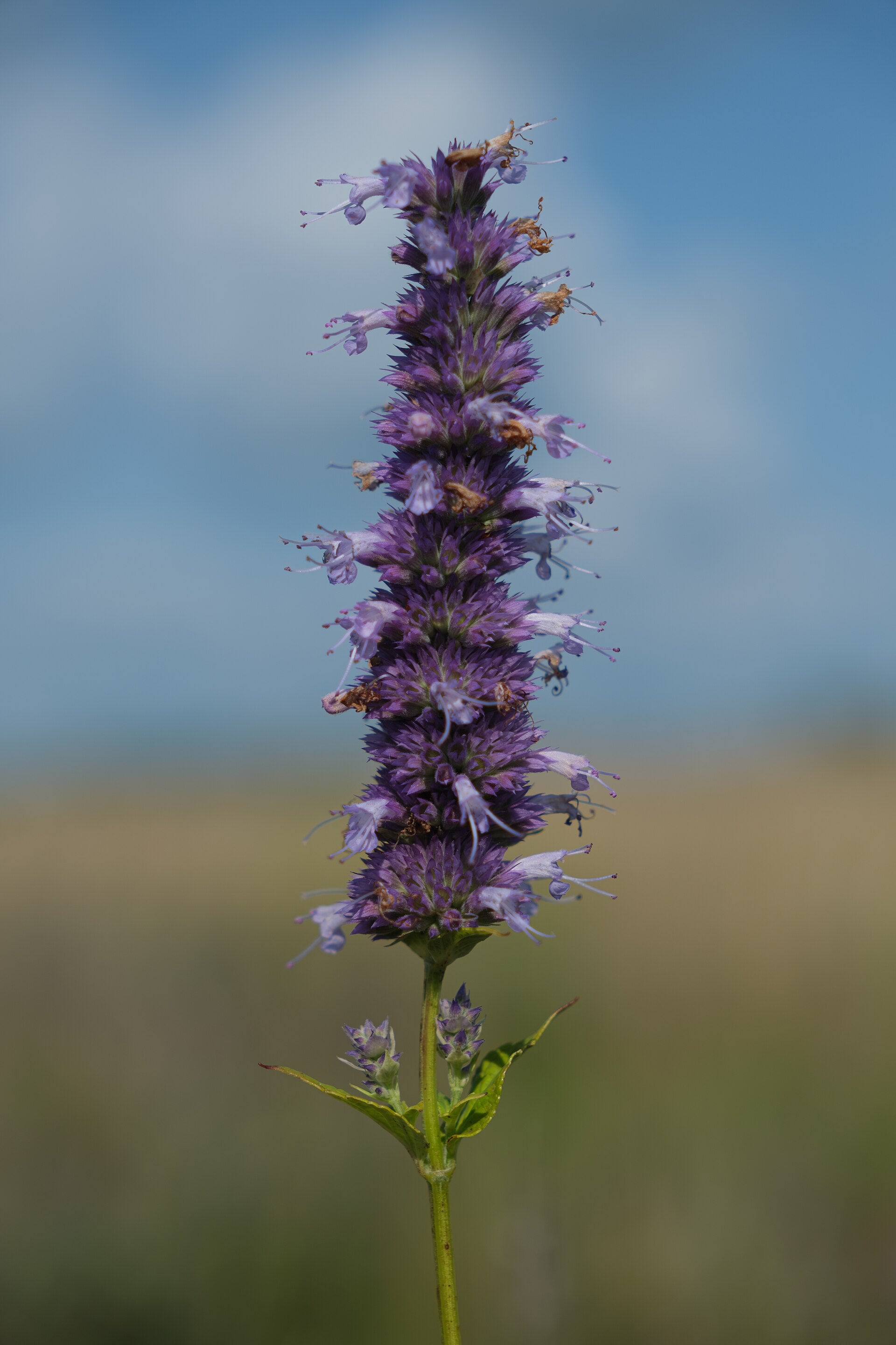 Agastache foeniculum--Anise Hyssop