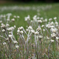 Field of white flowers with a blurred green background