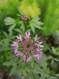 Cleome serrulata--Rocky Mountain Bee Plant