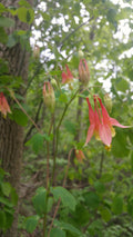 Aquilegia canadensis--Columbine