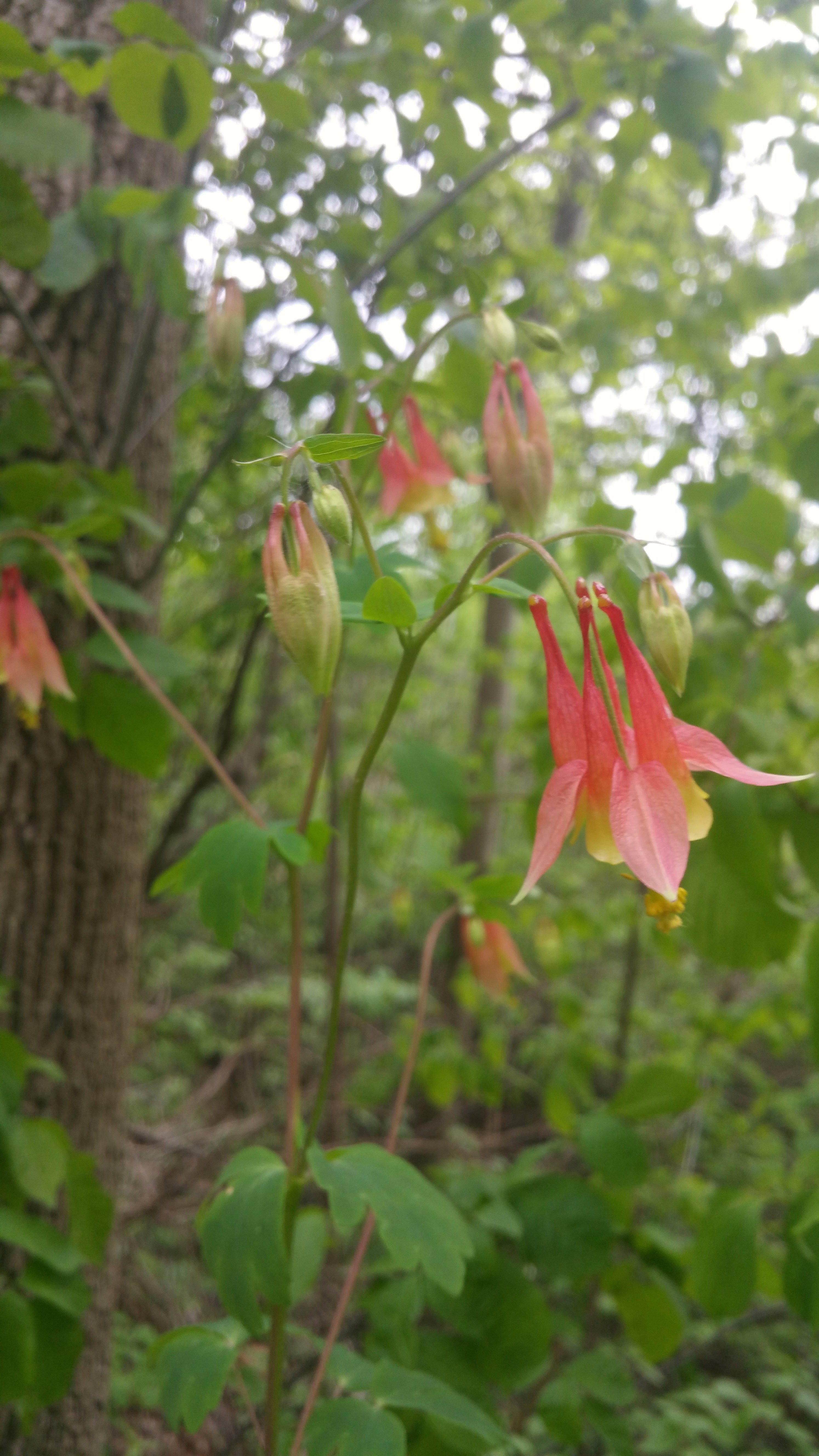 Aquilegia canadensis--Columbine