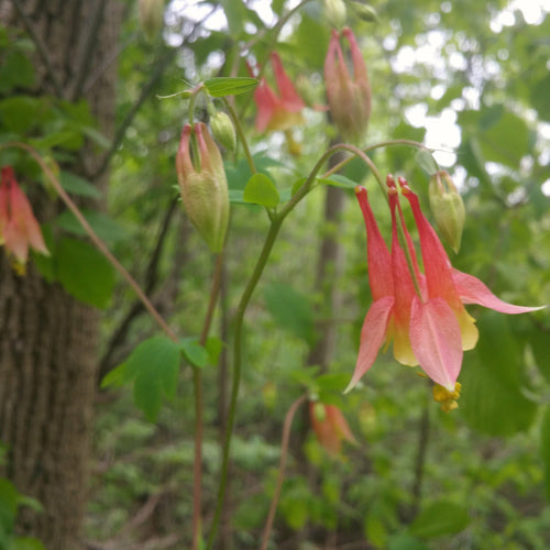 Red flower with green leaves in a natural setting