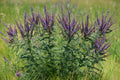 Amorpha canescens--Leadplant
