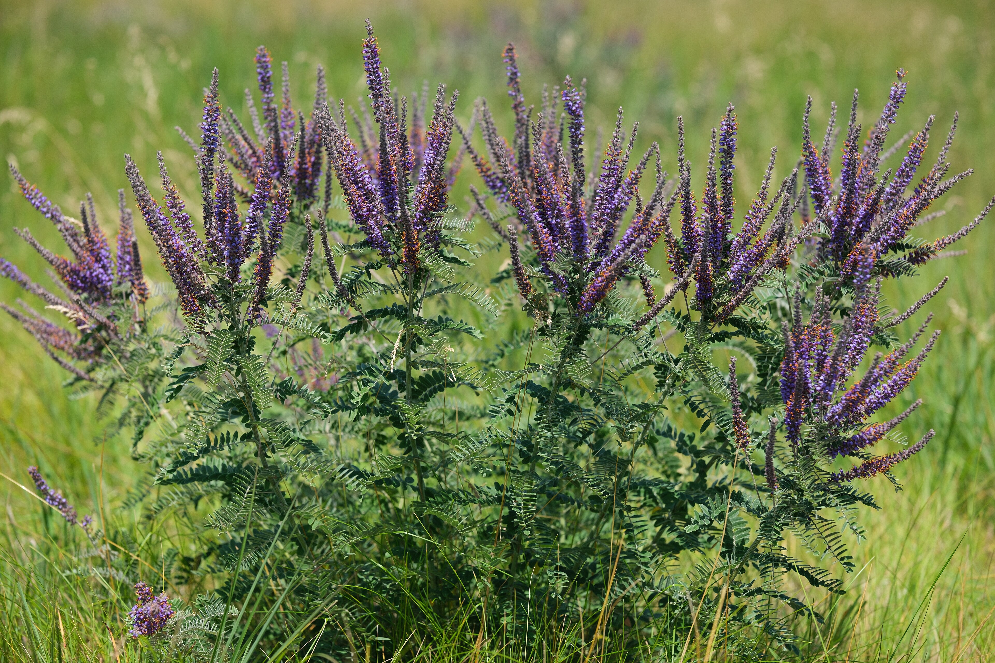 Amorpha canescens--Leadplant