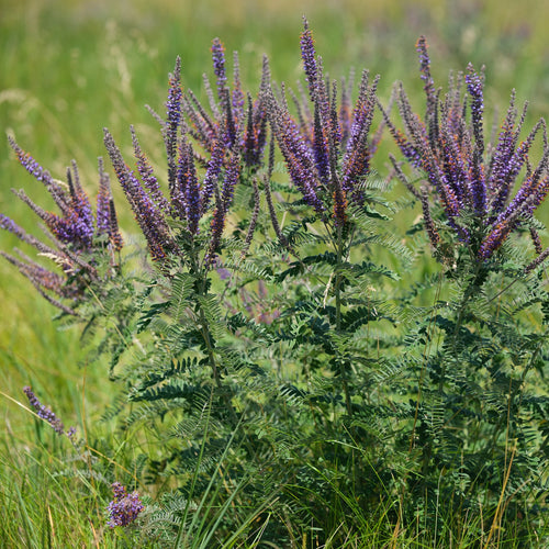 Purple flowering plants in a field with green grass