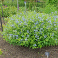 Bush with blue flowers in a garden setting