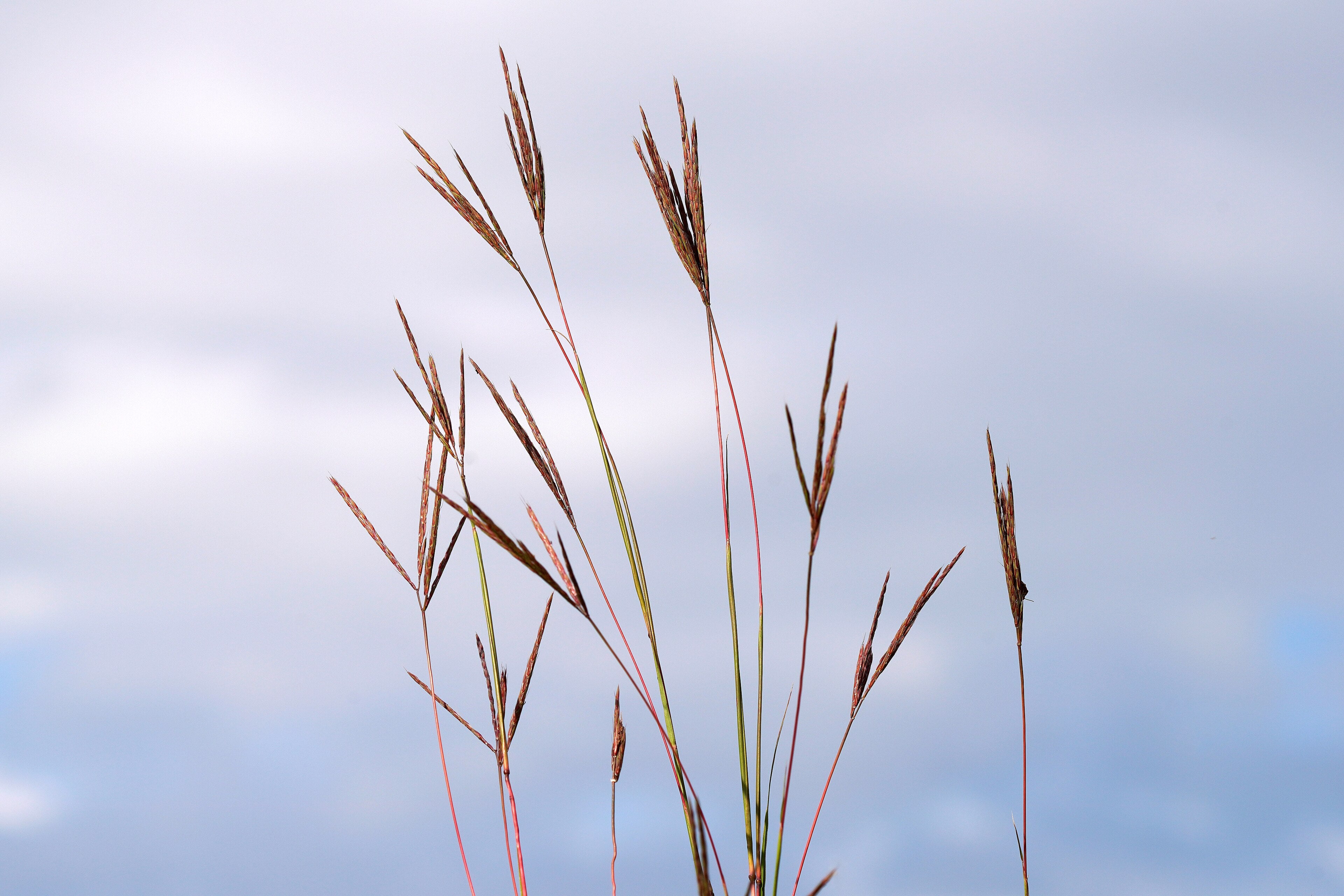 Andropogon gerardii--Big Bluestem