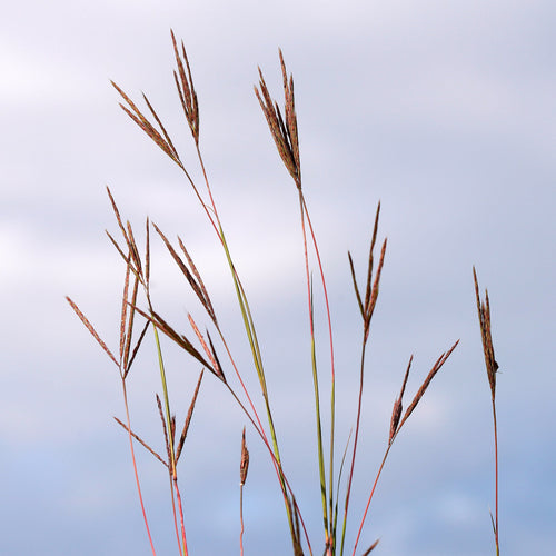Grass with brown tips against a blue sky