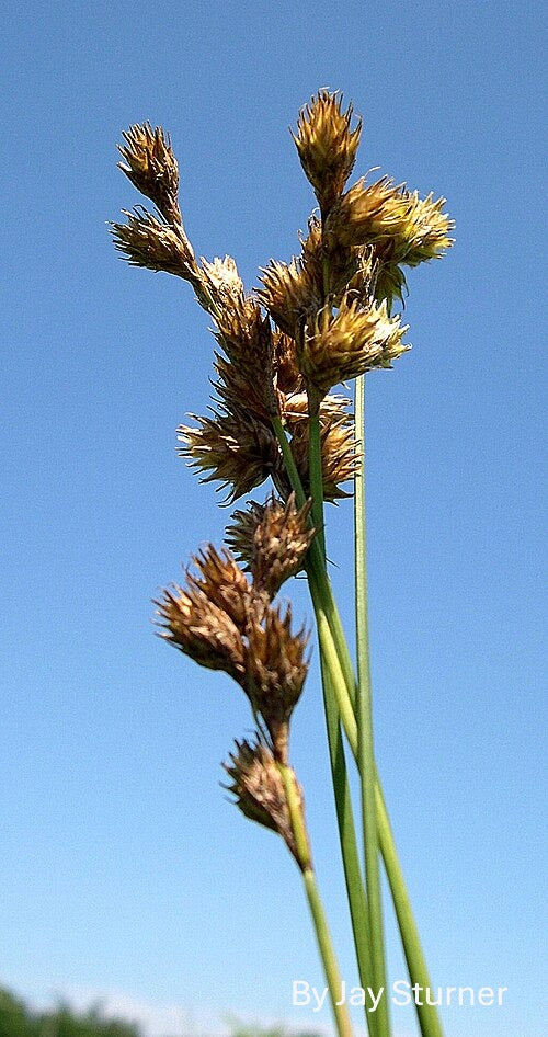 Carex bicknellii--Copper-shouldered Oval Sedge