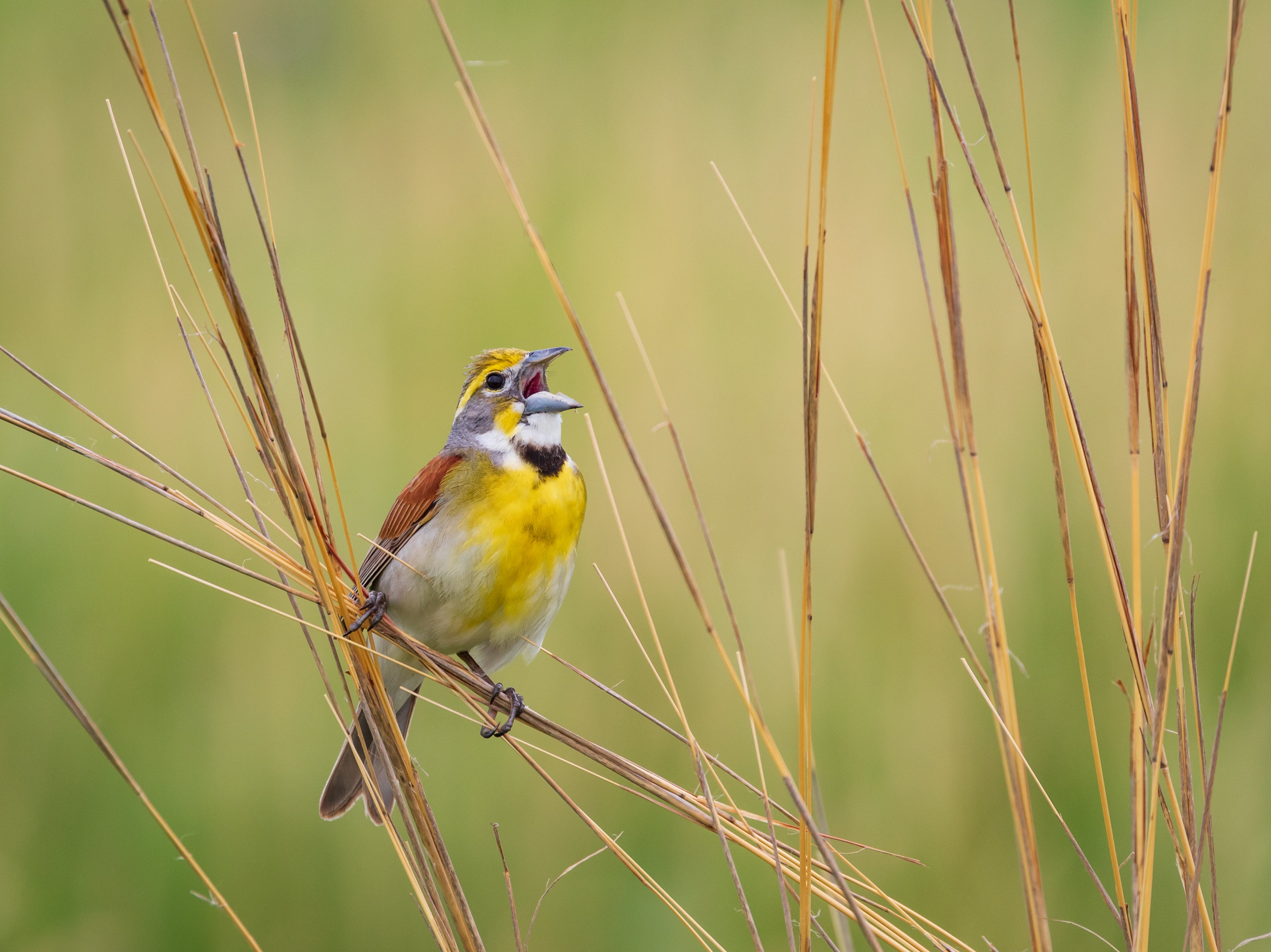 Dickcissel bird perching on grass