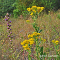 Stiff Goldenrod and a Liatris