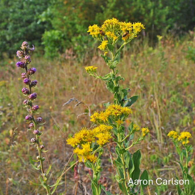 Stiff Goldenrod and a Liatris