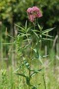 Asclepias incarnata--Swamp Milkweed
