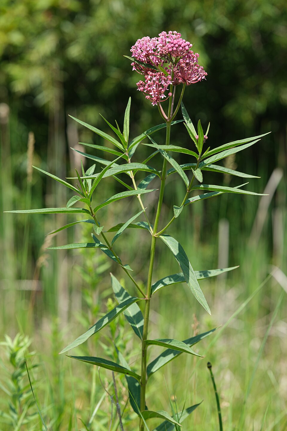 Asclepias incarnata--Swamp Milkweed