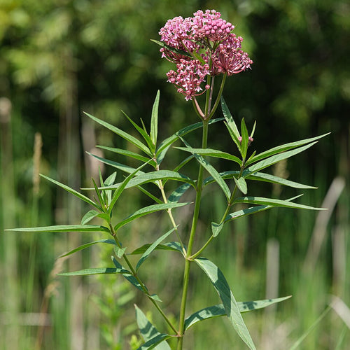 Purple flower with green leaves against a blurred natural background