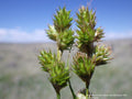 Carex brevior--Plains Oval Sedge