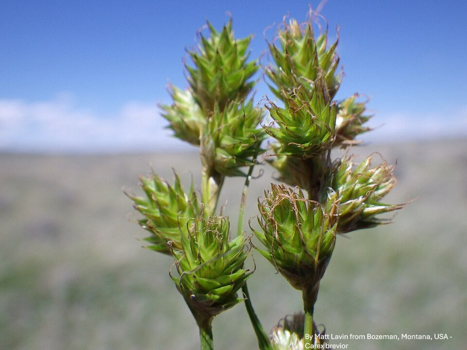 Carex brevior--Plains Oval Sedge