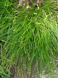 Carex radiata--Eastern Star Sedge