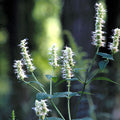 Wildflower with green leaves and white flowers against a blurred natural background