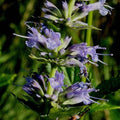 Close-up of a cluster of purple flowers with green leaves on a blurred natural background