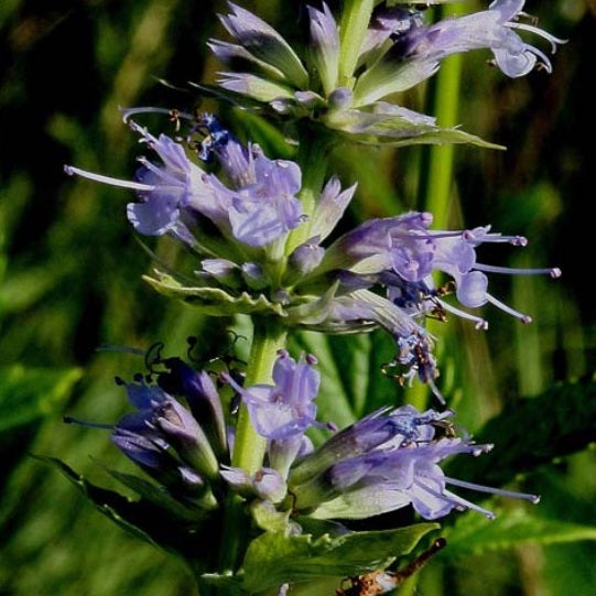Close-up of a cluster of purple flowers with green leaves on a blurred natural background