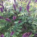 Amorpha fruticosa