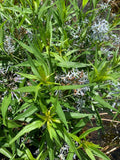 Amsonia illustris--Shining Bluestar
