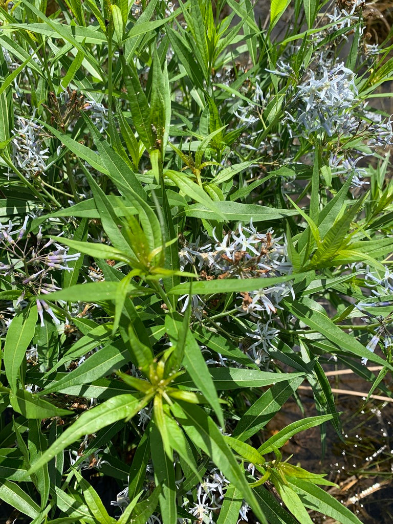 Amsonia illustris--Shining Bluestar
