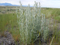 Artemisia ludoviciana--Prairie Sage