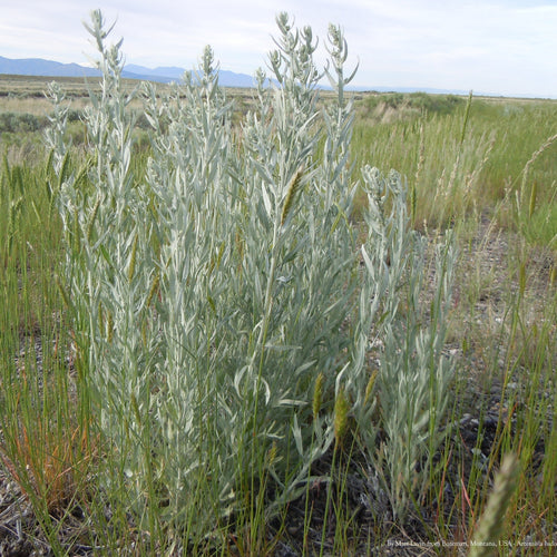 Tall green plant in a grassy field 