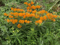 Asclepias tuberosa--Butterfly Weed