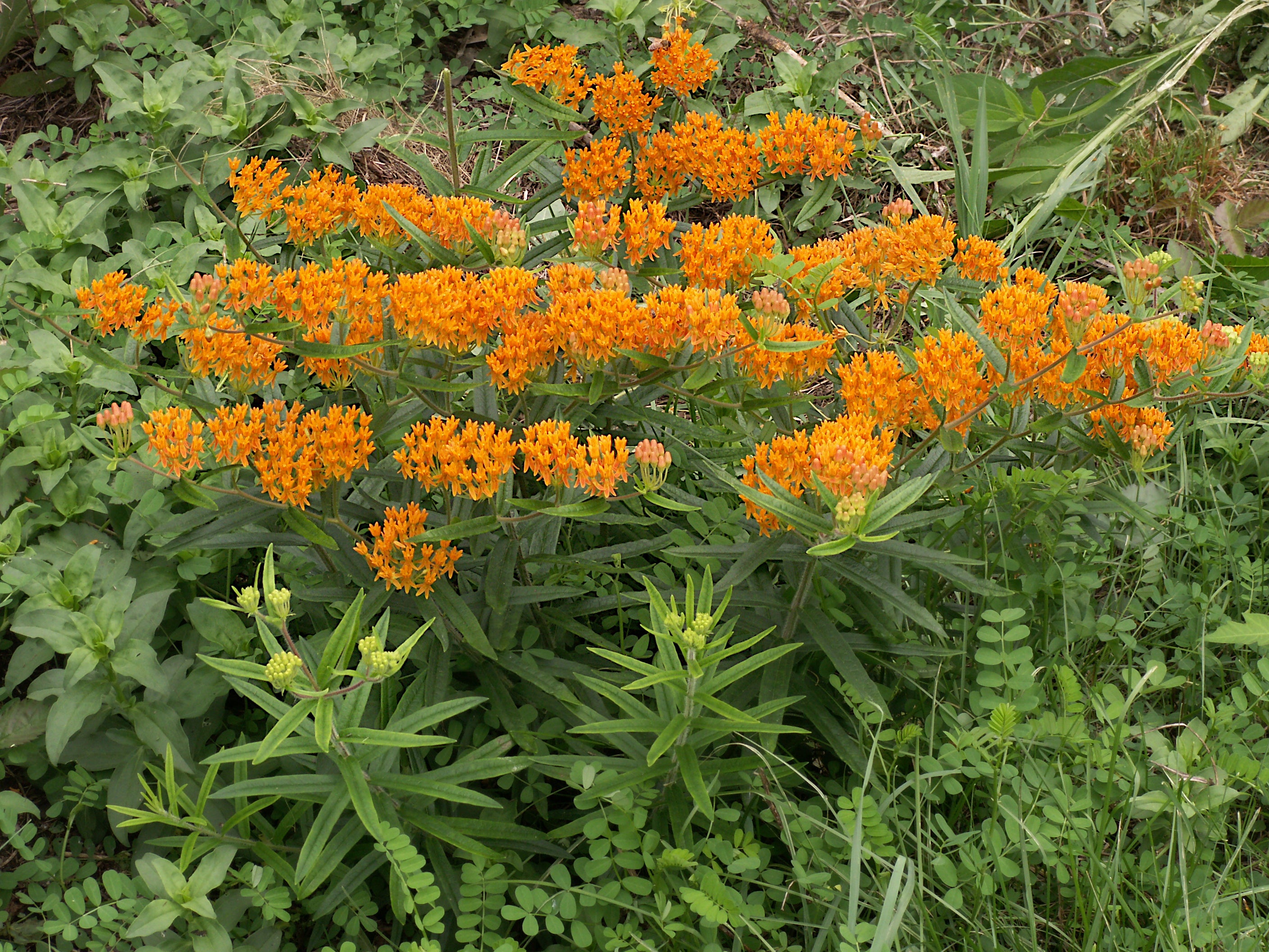 Asclepias tuberosa--Butterfly Weed