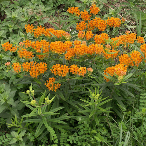 Cluster of bright orange flowers amidst green foliage