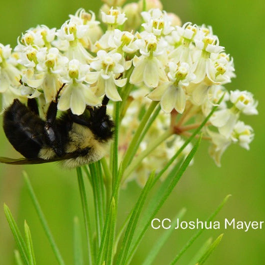Bee on an Asclepias verticillata