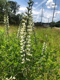 Baptisia alba--White Wild Indigo
