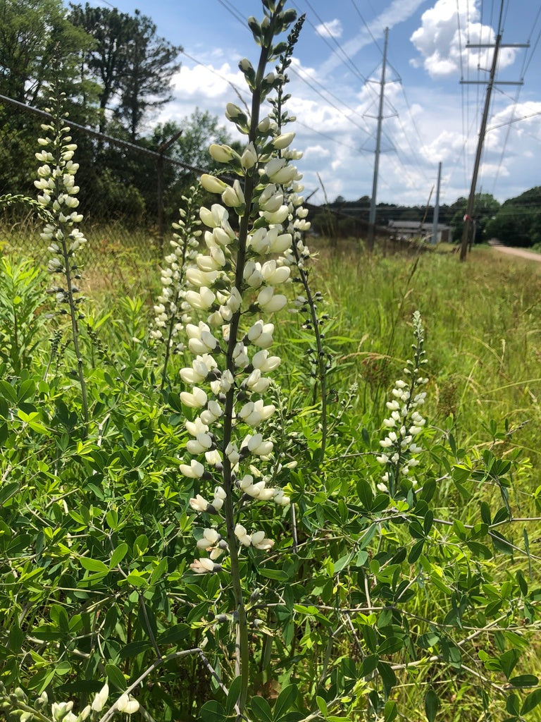 Baptisia alba--White Wild Indigo