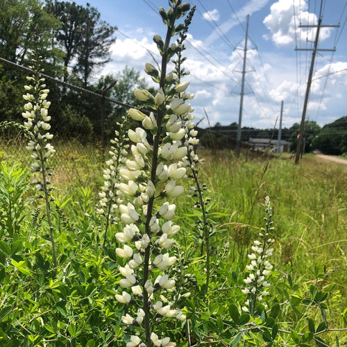 White wildflowers in a field with power lines and a cloudy sky in the background