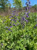 Baptisia australis--Blue Wild Indigo