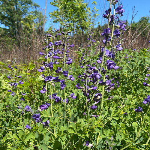 Blue flowers in a natural setting