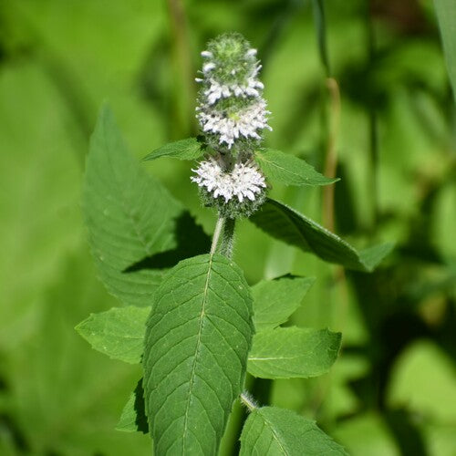 Blephilia hirsuta--Hairy Wood Mint