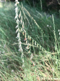 Bouteloua curtipendula--Sideoats Grama