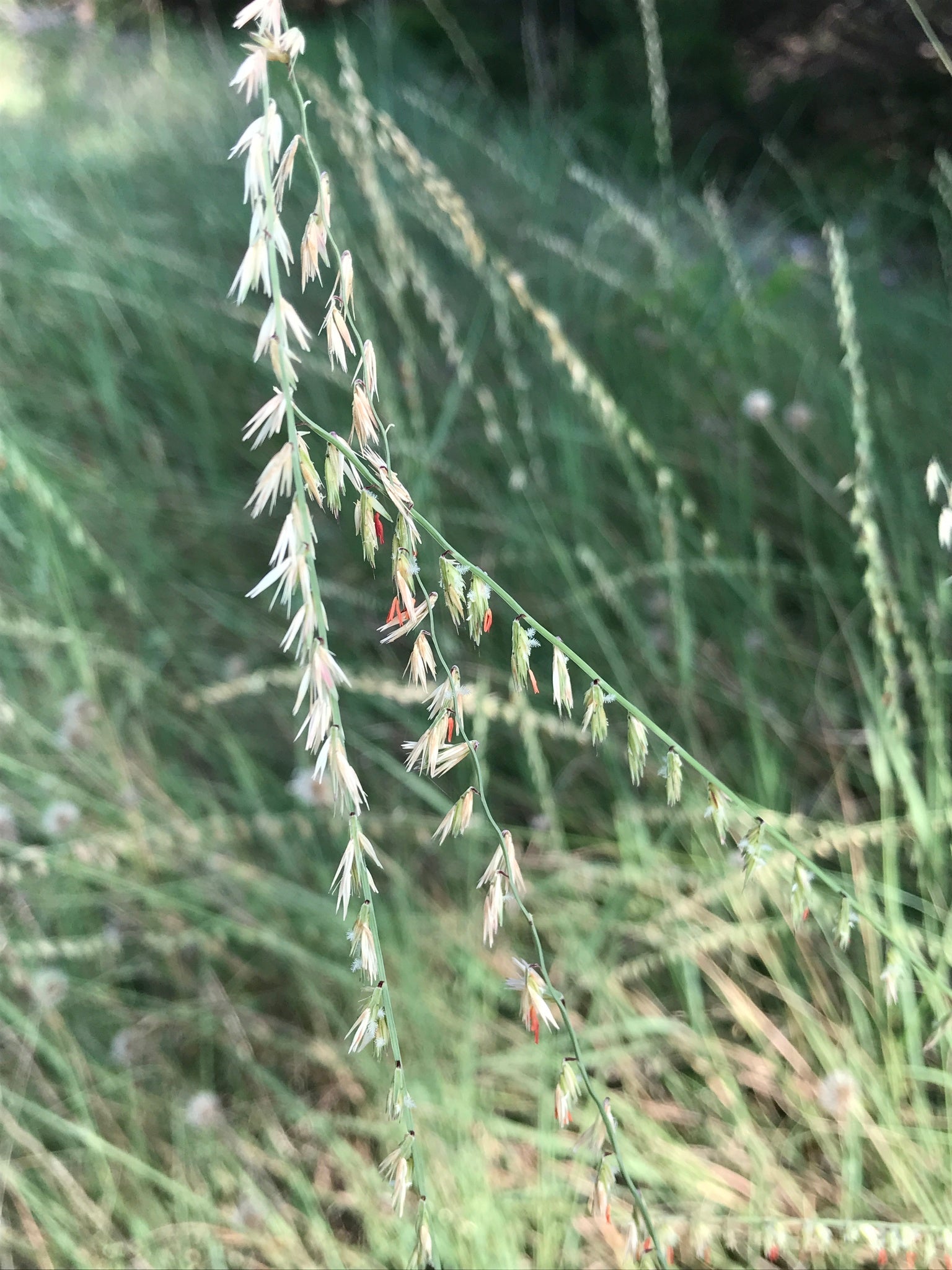 Bouteloua curtipendula--Sideoats Grama