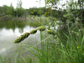Carex buxbaumii--Buxbaum's Sedge