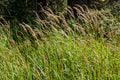 Calamagrostis canadensis--Bluejoint Grass