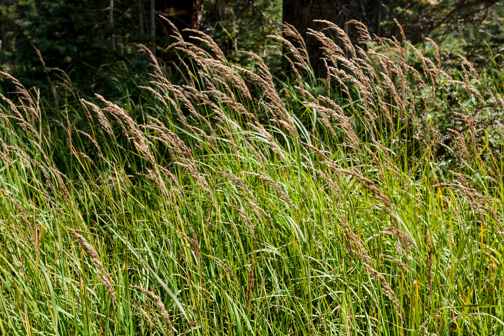 Calamagrostis canadensis--Bluejoint Grass