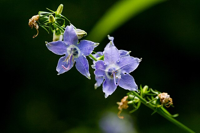 Campanula americana--American Bellflower