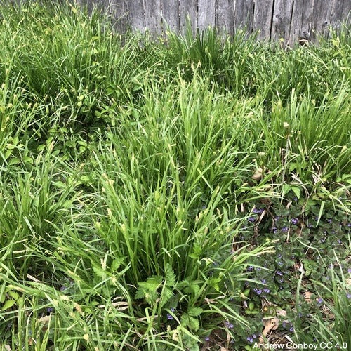 Carex blanda--Common Woodland Sedge