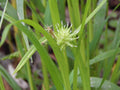 Carex grayi--Gray Sedge